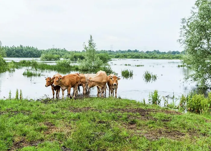 Holiday Home In Oisterwijk With Private Pool Oisterwijk