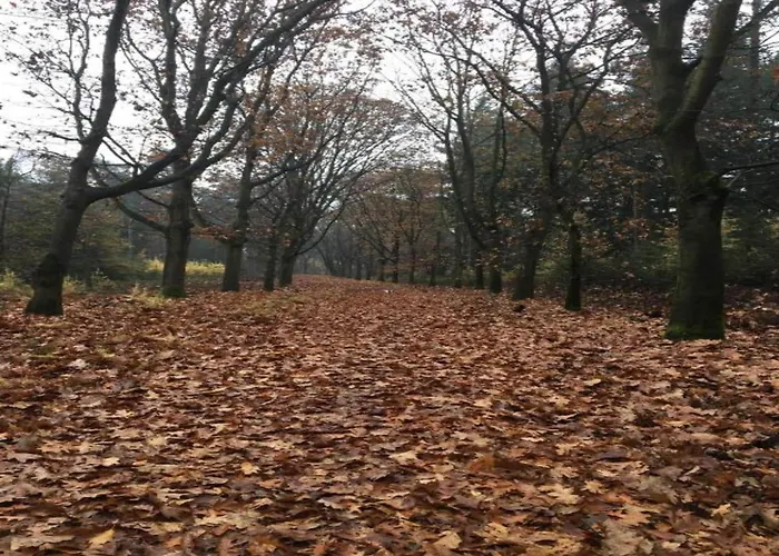 Holiday Home In Oisterwijk With Private Pool * Oisterwijk