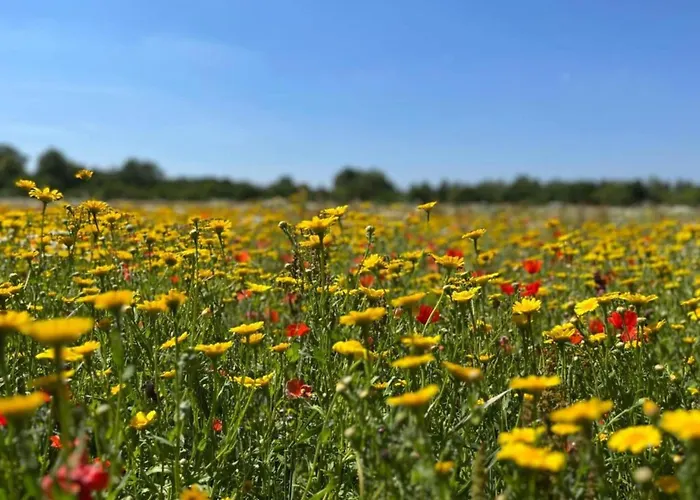 Holiday Home In Oisterwijk With Private Pool Σπίτι διακοπών Oisterwijk